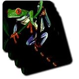 Frogs - Frog - Coasters