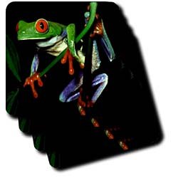 Frogs - Frog - Coasters