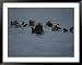 A group of sea otters, Enhydra lutris, rest on the surface of the sea Framed Art Post...