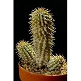 Hoodia Kaktus Presslinge 120 St.