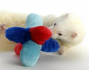 Marshall Ferret Tumble Toy