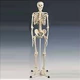 Articulated Adult Human Skeleton A10 (5 1/2 Feet Tall !)