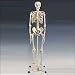 Articulated Adult Human Skeleton A10 (5 1/2 Feet Tall !)