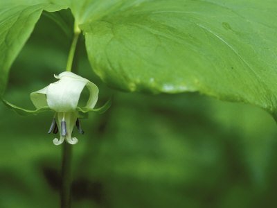 Nodding Trillium Flower Beneath Leaf
