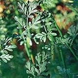 Organic Hardy Rue 100 Seeds/Seed - Heirloom - Ruta