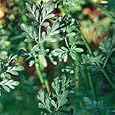 Organic Hardy Rue 100 Seeds/Seed - Heirloom - Ruta