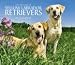 labrador5  - Yellow Labrador Retrievers 2010 Deluxe Wall Calendar
