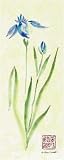Iris 2 by Gene Ouimette. Size 6.40 inches width by 17.30 inches height. High Quality Art Poster Print