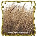 Indian Grass (Sorghastrum nutans) Jumbo Wild Grass Seed Packet (1000)