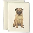 Pug Dog Notes