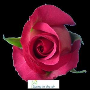 Two Dozen Long Stem Hot Pink Fresh Roses.