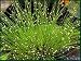25 Fiber Optic Ornamental Grass Seeds