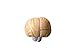 Herindera Human Brain Dissectable in 3 parts Normal Size RS.250.00