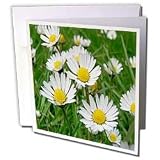 Flowers - Daisy - Greeting Cards-12 Greeting Cards with envelopes