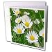 Flowers - Daisy - Greeting Cards-12 Greeting Cards with envelopes
