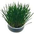 Cosmic Pet Kitty Cat Grass