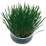 Cosmic Pet Kitty Cat Grass