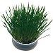 Cosmic Pet Kitty Cat Grass