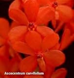 Ascocentrum curvifolium 96S