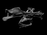 BONES ― 動物の骨格と機能美 画像