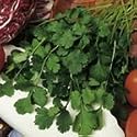 SUTTONS SEEDS: Cilantro Seeds (160 seeds)