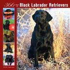 366 Days of Black Labrador Retrievers 2008 Wall Calendar - Dog Calendars
