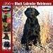   - 366 Days of Black Labrador Retrievers 2008 Wall Calendar - Dog Calendars