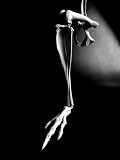 BONES ― 動物の骨格と機能美