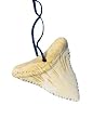 Shark Tooth Australia New Zealand Surfer Party Necklace