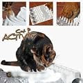 Cat Activity Fun Board 30 x 40cm