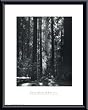 Art Poster Metal Framed Print - Redwoods, Founders Grove - Artist: Ansel Adams- Poster Size: 14 X 11