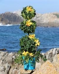 Fresh Live Topiary Plant, Item 168G - 6 1/2 inch Ivy Triple Ball On Stem Live Topiary Plant stands out with its robins egg blue planter and three balls a top one another. Adorned with pretty yellow flowers this plant loves indirect sunlight.