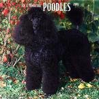 Toy & Miniature Poodles 2009 Wall Calendar