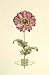 Floral Adornment I - Vision studio Art Print Poster 18 x 28