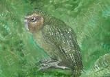 The Kakapo, Painting by Linda Gough, Original