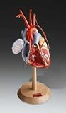 Heart w/wo Coronary Bypasses PRO 2X Life Size  DG139