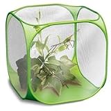Stick Insect Kit