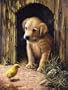 Royal Brush Junior Small Paint By Number Kit 8 3/4" X 11 3/4" Labrador Puppy PJS50; 3 Items/Order
