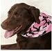 Assorted Fashion N Fun 5 Pack PetDannas Dog Bandanna ... Medium