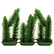 Club Moss - 3 in.