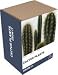Grow It: Grow your own Cactus Plant