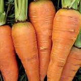 Organic Scarlet Keeper Carrot - 850 Seeds - B001GQJCQ0