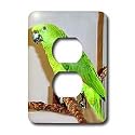 Birds - Yellow Nape Parrot - Light Switch Covers - 2 plug outlet cover