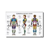Exercise and Muscle Guide (Male)