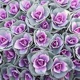 【耐寒性】　ハボタン（葉牡丹）　ウインターチェリー　3本寄せ　2株セット　【カラーリーフ】【コンテナガーデン】