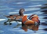 Mandarine Duck 500 Piece Puzzle