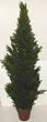 5' OUTDOOR Cedar / Arborvida Plant