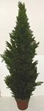5' OUTDOOR Cedar / Arborvida Plant
