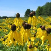 Yellow Coneflower (Ratibida pinnata) - Jumbo Wildflower Seed Packet