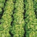 SUTTONS SEEDS: Organic Lettuce Buttercrunch Seeds (220 seeds) Alan Titchmarsh Range